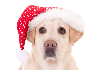 close up portrait of dog in santa hat isolated on white
