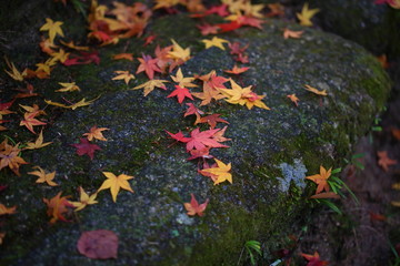 観世音寺の紅葉