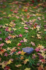 観世音寺の紅葉と苔