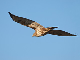 Common Buzzard in flight, Buteo buteo