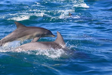Gartenposter Delfin Wilder Delfin