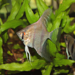 Altum Angelfish - freshwater aquarium fish