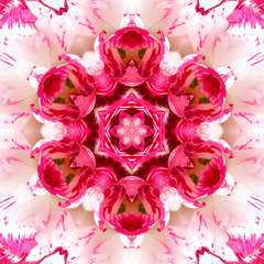 Panele Szklane Podświetlane  Pink Concentric Flower Center. Mandala Kaleidoscopic design