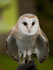 Portrait of a barn owl (Tyto alba) ready for flight