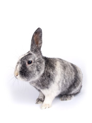 Cute six year old crossbreed of a Holland lob and Flemish Giant