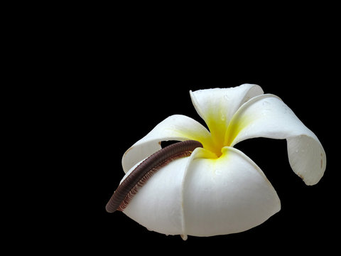 Millipede on flower