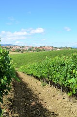 Ripe Sangiovese grapes, Chianti, Tuscany