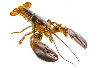 Raw lobster