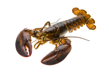 Raw lobster