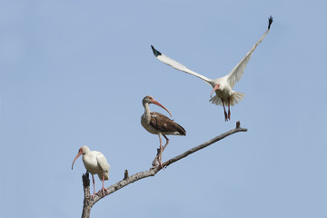 White Ibises - Texas