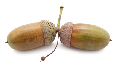 Acorn