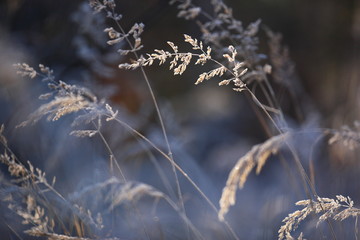 Gräser mit Reif im Gegenlicht