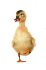duck