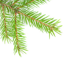 Fir tree branch - isolated on white