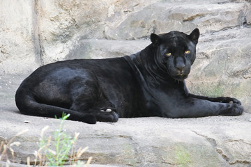 Black panther - 59330653