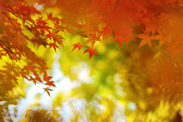 Japanese maple leaves in colorful autumn season