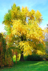 Tall gingko biloba tree with golden leaves - 59330686