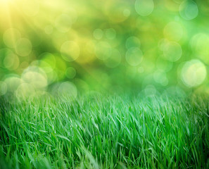 fresh spring grass with drops on defocused light background.