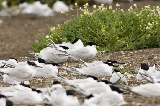 Sterna sandvicensis, Beccapesci, Sandwich Tern,