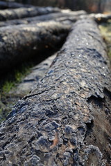 Baumstämme mit Reif im Wald