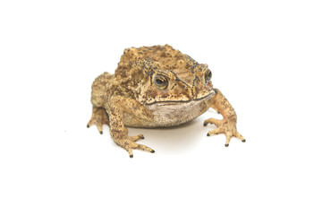 Toad Isolated