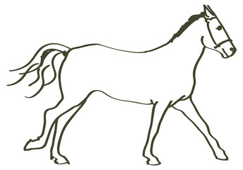 hand drawn horse