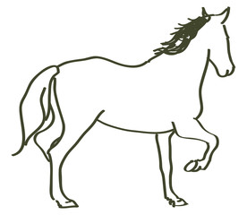 hand drawn horse