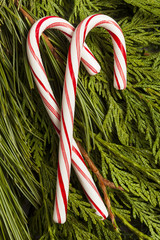 Festive Christmas Peppermint Candy Cane