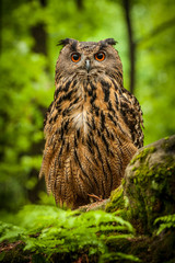 eagle owl