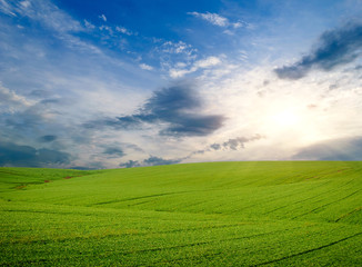 Naklejka premium Green meadow of wheat. Composition of nature.