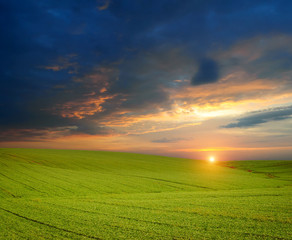 Fototapeta na wymiar Green meadow of wheat. Composition of nature.