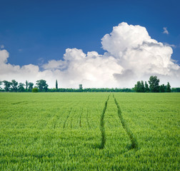 Fototapeta na wymiar Green meadow of wheat. Composition of nature.