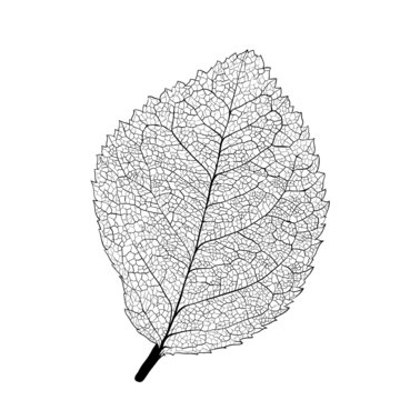 Leaf Skeleton