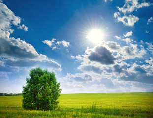 tree in a wheat field, the composition of nature