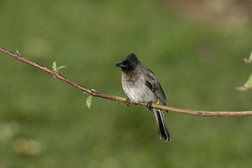 Yellow-vented bulbul, Pycnonotus goiavier