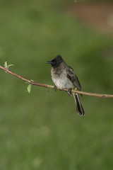 Yellow-vented bulbul, Pycnonotus goiavier