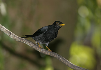 Yellow-legged thrush, Platycichla flavipes