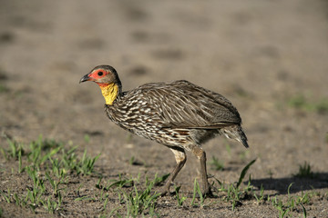 Yellow-necked spurfowl, Pternistis leucoscepus
