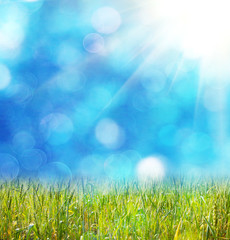 Fototapeta na wymiar meadow grass on defocused light blue background