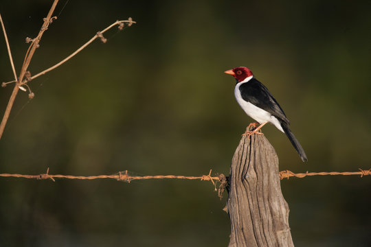 Yellow-billed cardinal, Paroaria capitata