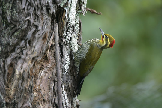 Yellow-browed woodpecker, Piculus aurulentus