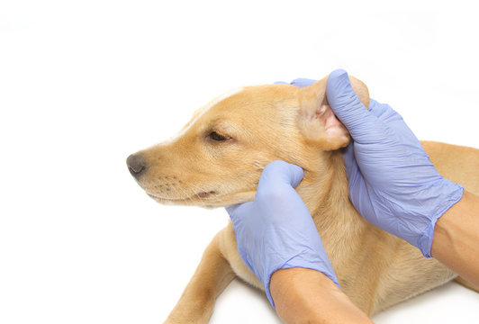 vet  examining the ear of a puppy