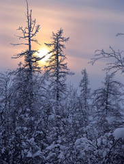 Obraz premium Forest.