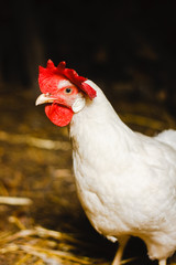 White chicken looking out of the barn