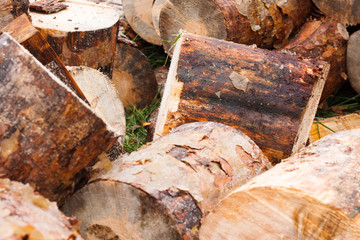 Firewood store in pine forest