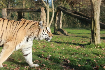 Tigre de Sibérie ou Siberian tiger
