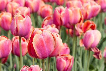 Obraz premium Red beautiful tulips field in spring time