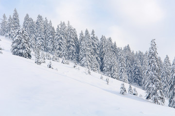 Snowy Trees I