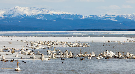 Migratory waterfowl Swan Haven Marsh Lake Yukon