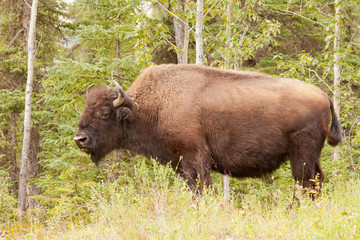 Male wood buffalo Bison bison athabascae grazing